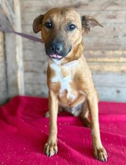 ❤️ liebenswerter Lausbub NIKO ❤️ - Mamming