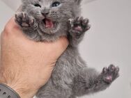 BSH Kitten -BKH - Worms
