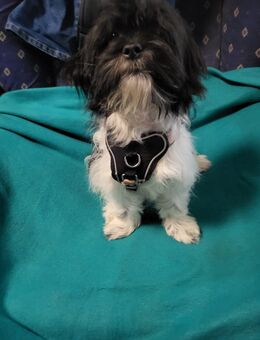 Maltipoo Weibchen - Eschweiler
