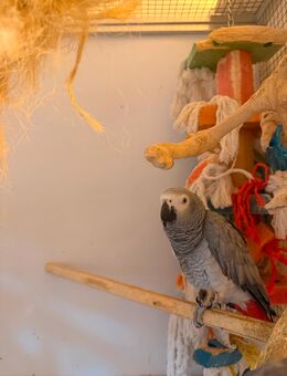 Graupapageien Pärchen mit Voliere - Varel Zentrum