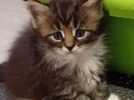 Xxl Maine Coon Kitten - Bechhofen (Bayern)