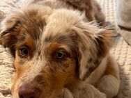 Australian Shepherd Weibchen - Flensburg