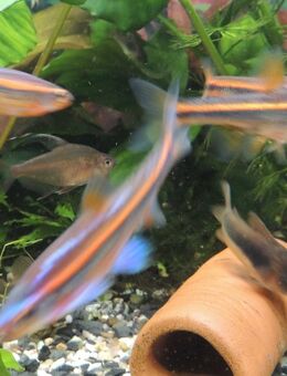 10 Regenbogenelritzen für Aquarium + Teich Rainbow Shiner Fische - Niederwerrn