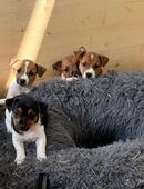 🐾 Jack Russell Terrier Welpen – Kurzbeinig & Reinrassig 🐾 in 74189