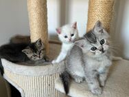 Britisch Kurzhaar Kitten - Dortmund