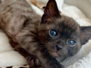 Wunderschöne Bengalkitten mit Stammbaum in seltenen Farben - Karlsruhe