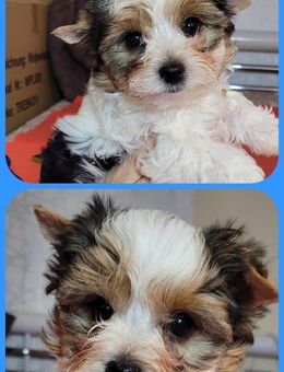 Biewer Yorkshire Terrier Rüde - Euskirchen