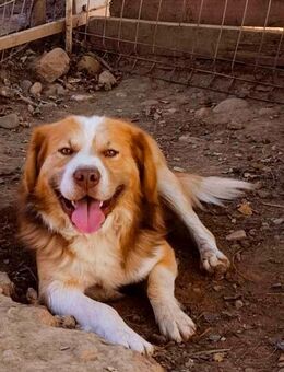 Imposanter Lenny - Tholey