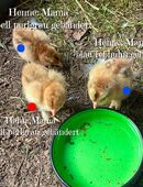 Brahma Hennen Hühner in 09619