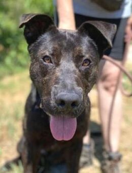 Hundejunge CHOKI - Gefrees