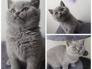 Zauberhafter BKH Kitten - Junge - Wolfsburg Zentrum