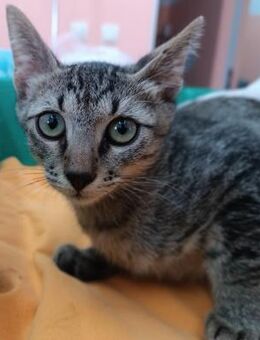 Kater Akari sucht sein Zuhause - Margetshöchheim