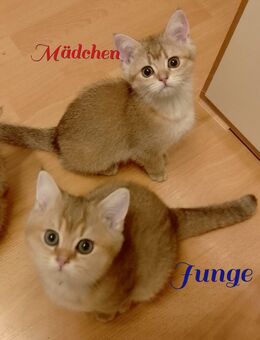 BKH Black Gold 1 Mädchen und 1 Junge - Bochum