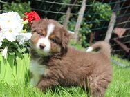 Traumhafte Australian Shepherd Welpen mit ASCA Papiere - Großenwörden