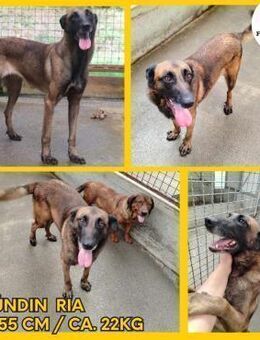 Ria aktive Malinois Mischling Hündin - Margetshöchheim