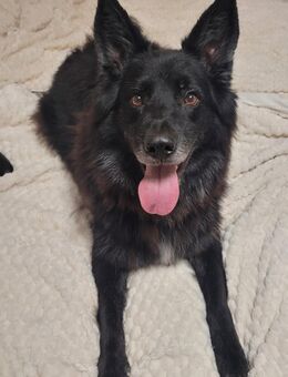 Spike sucht sein Happy End - Hamm