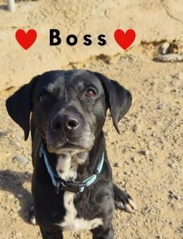 Boss Gentleman mit ganz viel Liebe - Stein-Wingert