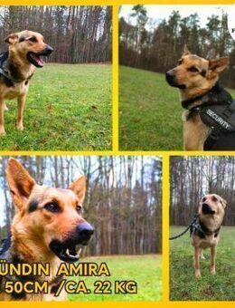 Amira Schäferhund Mischling Hündin - Margetshöchheim