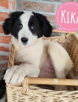 Kika ein kleines Schäfchen - Flörsheim-Dalsheim