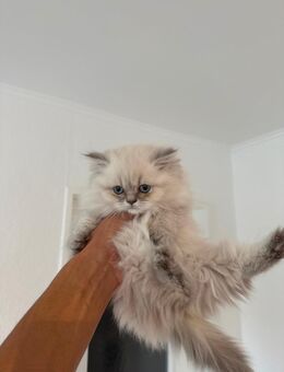 Britisch Langhaar Kitten - Lübeck
