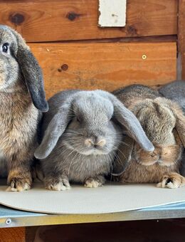 Kleine Zwergwidder Kaninchen Jungtiere Zwerghasen vom Züchter - Büchlberg