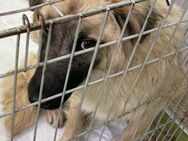Lenny sucht dringend eine Familie! - Lenzen (Elbe) Zentrum