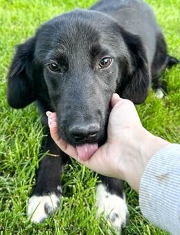 KIAN - verspielt, offen, freundlic - Linden (Hessen)