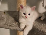 Perser ragdoll Mix Kitten - Duisburg