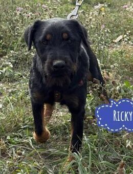 Ricky ein Kampfschmuser - Flörsheim-Dalsheim