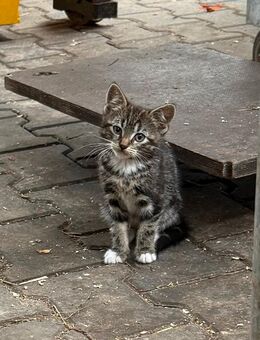 Katzenbaby/Kitten abzugeben - Großefehn