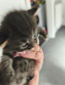 Maincoons persermix kitten in 50171