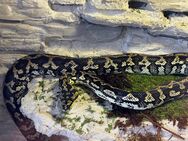 Morelia Spilota Teppichpython+Terrarium Carpetpython - Borken