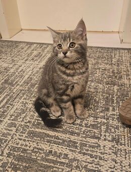 BKH-Mix Kitten - Wettenberg