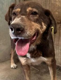 Santos lieber Senior - Kallmünz