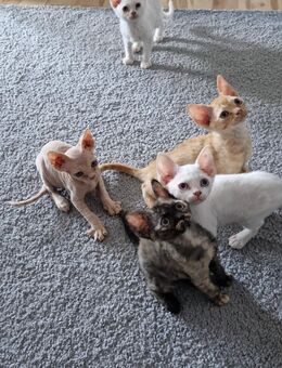 Devon Rex kitten ( Sphinx) - Kirchberg (Hunsrück)