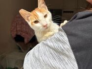 Pogo aus dem Tierschutz - Grevenbroich