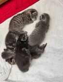 Baby Katzen in 97993