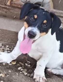 Lebensfroher Pepito sucht euch - Olsberg