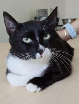 Ronda- liebes anhängliches Katzenmädchen - Wilhelmsfeld