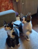 Zweit kleine Katzen Babys suchen Liebes Zuhause in 67454
