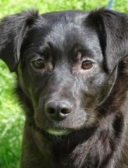 ARCHIE sucht Körbchen - Gefrees