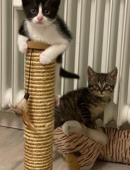 Kleiner Kater 12 Wochen alt (schwarz weiß) - Wuppertal