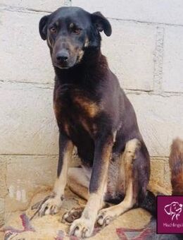 Lolita sucht Menschen mit ganz viel Herz - Spenge