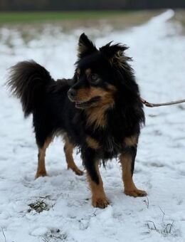 Kuno - mit Charme, Herz und Charakter ❤️ - Salzwedel (Hansestadt) Zentrum