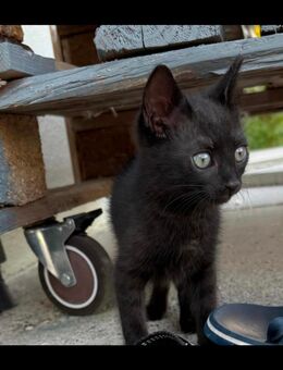 Katzenmama mit Ihrem Kitten - Bobenheim-Roxheim