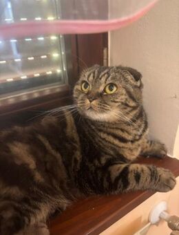 Mango - Duo - Süderbrarup