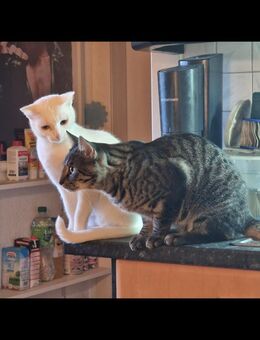 Edle weiße Katze mit strahlend gelben Augen ❤️ ❤️❤️ - Südlohn