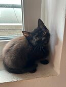 Verspieltes BKH-Siam Kitten abzugeben in 75050