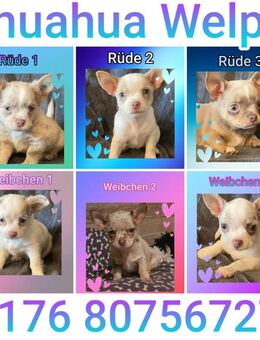 Chihuahua Welpen reinrassig - Hannover