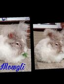 Verkaufe Englisch Angora Zucht Rammler in 38543